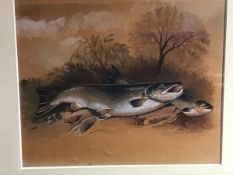 Arthur Algernon Smith (20thc. British School), Study of a Salmon on a Riverbank, watercolour on