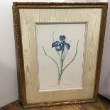 Modern print, Blue Iris (45cm x 30cm)