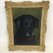 John Murray Thomson RJA (1885-1974)Portrait of a Black Labrador, oil on board, signed bottom left