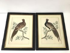 Manner of Samuel Dixon (fl. 1748-69), Cock Pheasant and Hen Pheasant, a pair of studies,