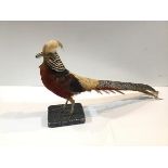 Taxidermy: a Golden Pheasant (Chrysolophus Pictus), mounted on a textured stand. Length 80cm, height