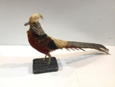 Taxidermy: a Golden Pheasant (Chrysolophus Pictus), mounted on a textured stand. Length 80cm, height