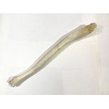 An Inuit Oosik club, from an Alaskan walrus baculum (penis bone), bleached. 56cm