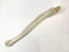 An Inuit Oosik club, from an Alaskan walrus baculum (penis bone), bleached. 56cm