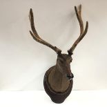 A Black Forest carved wooden red deer shoulder mount, with glass eyes and a pair of 4+4 red deer