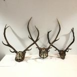 A Red Deer (Cervus Elaphus) skull with 9 point antlers, mounted on a wooden shield; together with