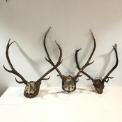 A Red Deer (Cervus Elaphus) skull with 9 point antlers, mounted on a wooden shield; together with