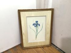 Blue Iris, scientific print, with a rope and fabric border (46cm x 31cm)