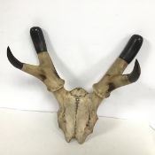 A set of antlers converted to hat rack with horn ends (one horn a/f) (40cm x 37cm x 16cm)