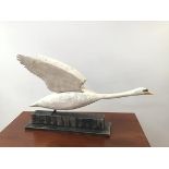 A large hand carved and painted model of a Swan in Flight with Wings Raised, mounted on an