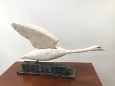 A large hand carved and painted model of a Swan in Flight with Wings Raised, mounted on an