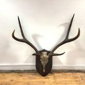 A large set of elk six-point antlers and skull, late 19th/early 20th century, mounted on a shield,