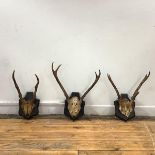 Three 19th century roe deer skulls and antlers on moulded shield mounts, the largest 39cm long