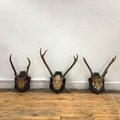 Three 19th century roe deer skulls and antlers on moulded shield mounts, the largest 39cm long