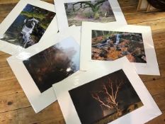 A collection of five photographic studies, including Oblivion, Tree and Burn and Storm Tree and