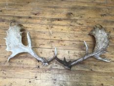 A pair of antlers (approx. 70cm)