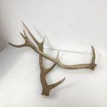 A pair of deer antlers (approx: 60cm)