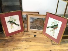 A pair of reproduction prints after J.E Gould, Trogon Temnurus and Trogon Ambiguus, framed (each: