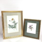 Kathleen Russell, Floral Study of a Chinese Globeflower, watercolour (35cm x 22cm) and another by