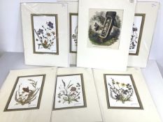 Goldstar dried and pressed flowers, signed in pencil bottom right (each: 18cm x 12cm) (6) and a