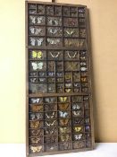 Lepidoptery: a collection of Moth, Butterflies and other Insects, in speciman tray under acrylic (
