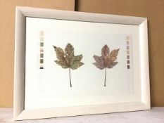 Dorothy C. Allan, Leaf, Back and Front, watercolour, signed and dated 2014 bottom centre (38cm x