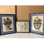 A pair of Botanical coloured prints (28cm x 20cm) and another pair of Floral prints in single
