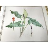 Keith West, Botanical Study of Peace Lily, watercolour, signed in pencil, dated 1987, ex Broughton