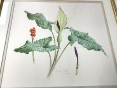 Keith West, Botanical Study of Peace Lily, watercolour, signed in pencil, dated 1987, ex Broughton