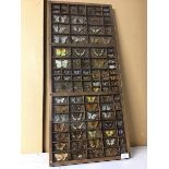 Lepidoptery, a collection of moths, butterflies and other insects, in speciman tray under acrylic (