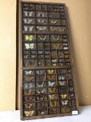 Lepidoptery, a collection of moths, butterflies and other insects, in speciman tray under acrylic (