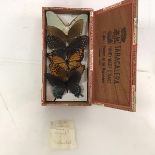 A group of five butterflies and one moth mounted in cigar box, with handwritten note, Luna Moth,