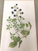 Mary Bates, Botannical Study of Brambles, watercolour (33cm x 20cm)