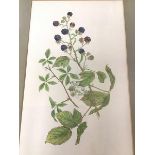 Mary Bates, Botannical Study of Brambles, watercolour (33cm x 20cm)