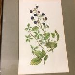Mary Bates, Botanical Study of Brambles, watercolour, signed bottom right (33cm x 20cm)
