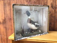 Taxidermy: an East Asian water fowl within glass fronted case (46cm x 57cm x 27cm)