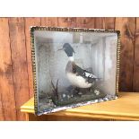 Taxidermy: an East Asian water fowl within glass fronted case (46cm x 57cm x 27cm)