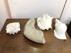 A prehistoric fossilised amonite fragment (39cm x 19cm) and three conch shells (4)