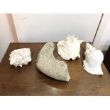 A prehistoric fossilised amonite fragment (39cm x 19cm) and three conch shells (4)