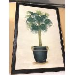 A modern reproduction print, Potted Palm, in ebonised frame (90cm x 60cm)