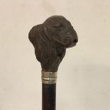 A late 19th century walking stick carved with a dog's head handle, the boxwood head modelled as a