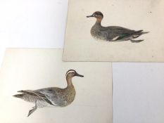 Two watercolours depicting Ducks, including a Teal and Garganey, a small dabbling duck, both with