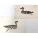 Two watercolours depicting Ducks, including a Teal and Garganey, a small dabbling duck, both with