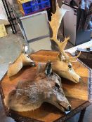 Three taxidermy deer heads (largest: 70cm x 44cm x 60cm)