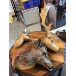 Three taxidermy deer heads (largest: 70cm x 44cm x 60cm)