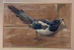 •Ralston Gudgeon R.S.W. (Scottish, 1910-1984), Study of a Magpie, watercolour, signed lower right,