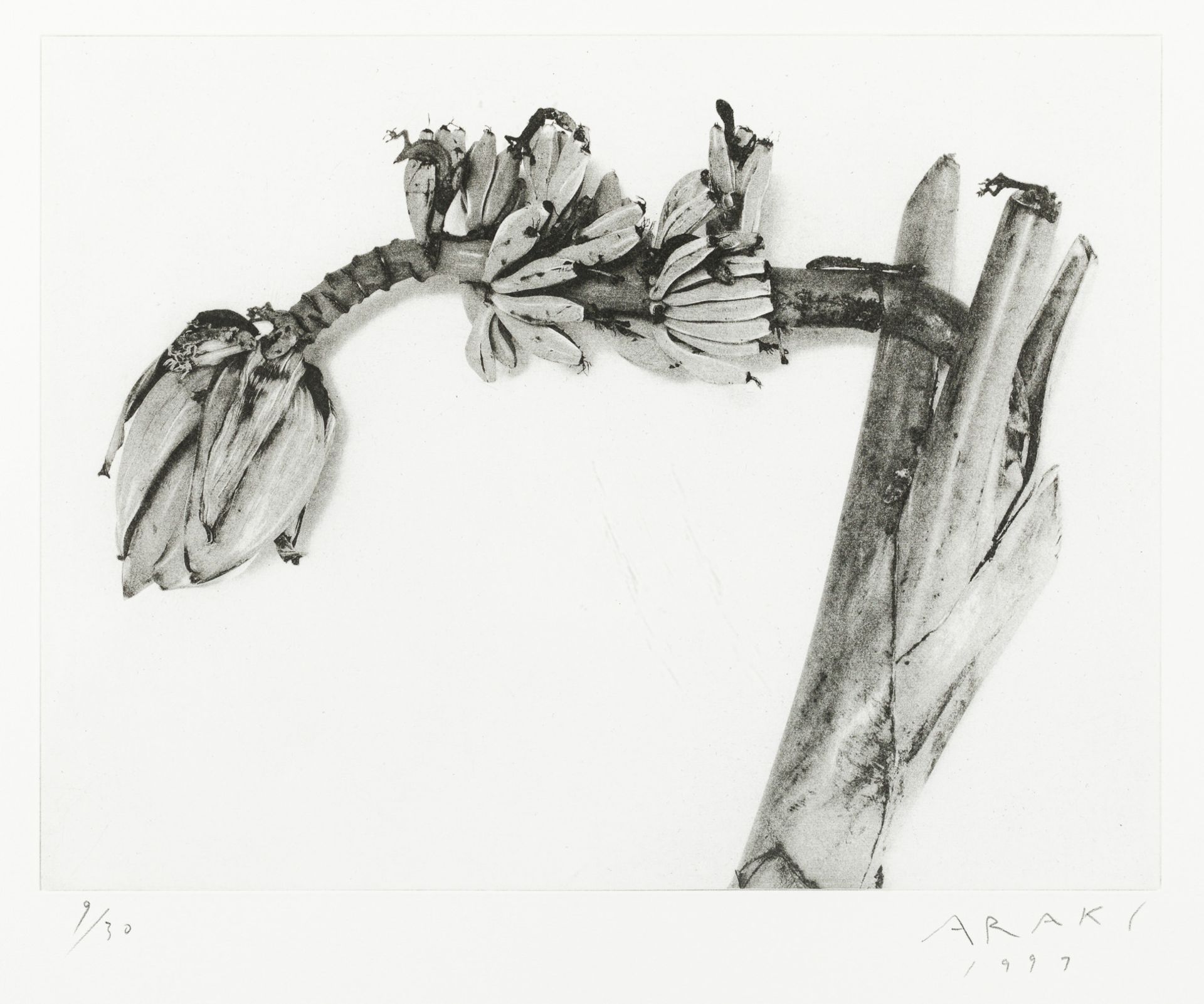 Nobuyoshi Araki, Shadows of Flowers (3 Werke/3 works)