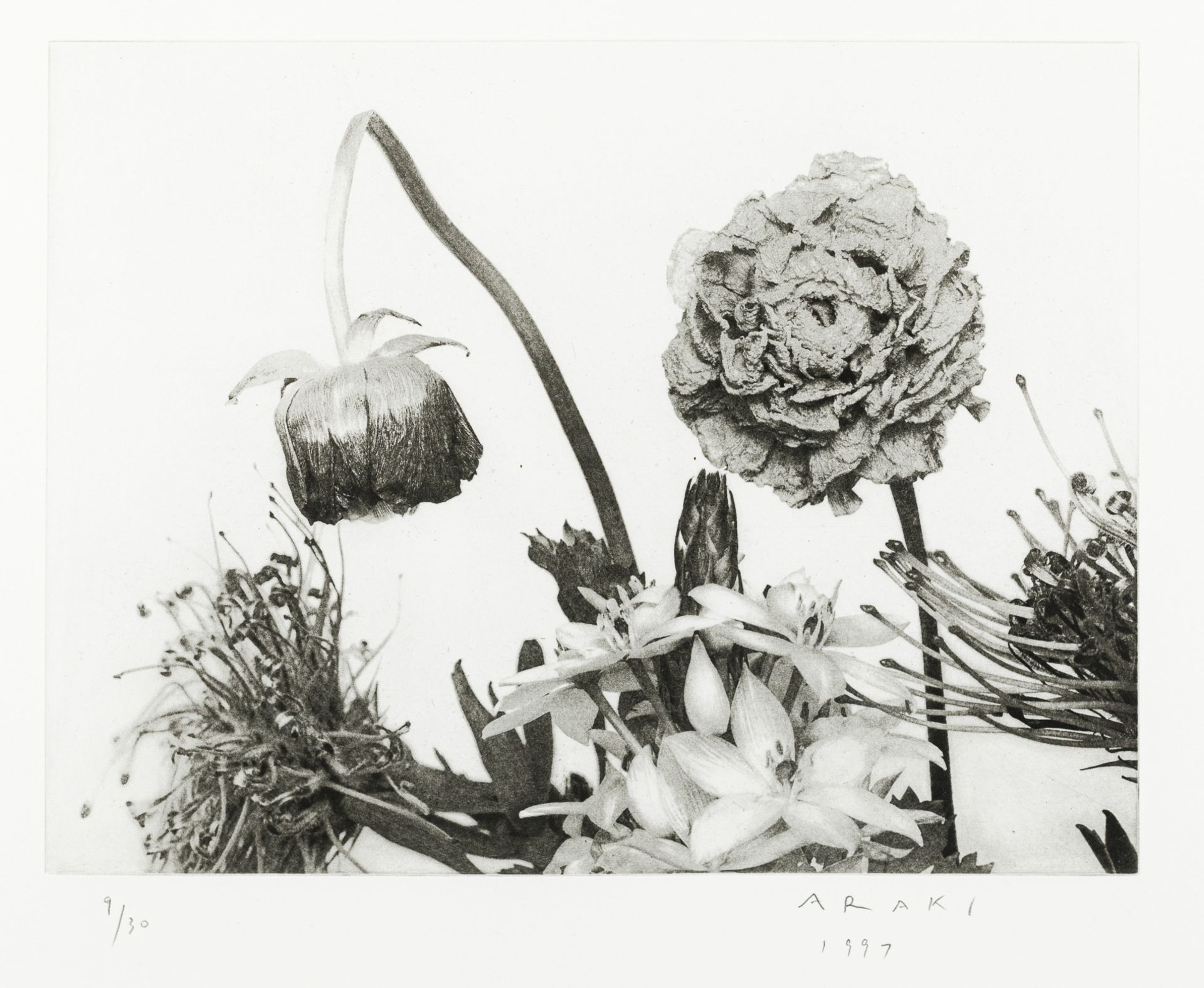 Nobuyoshi Araki, Shadows of Flowers (3 Werke/3 works) - Bild 3 aus 3