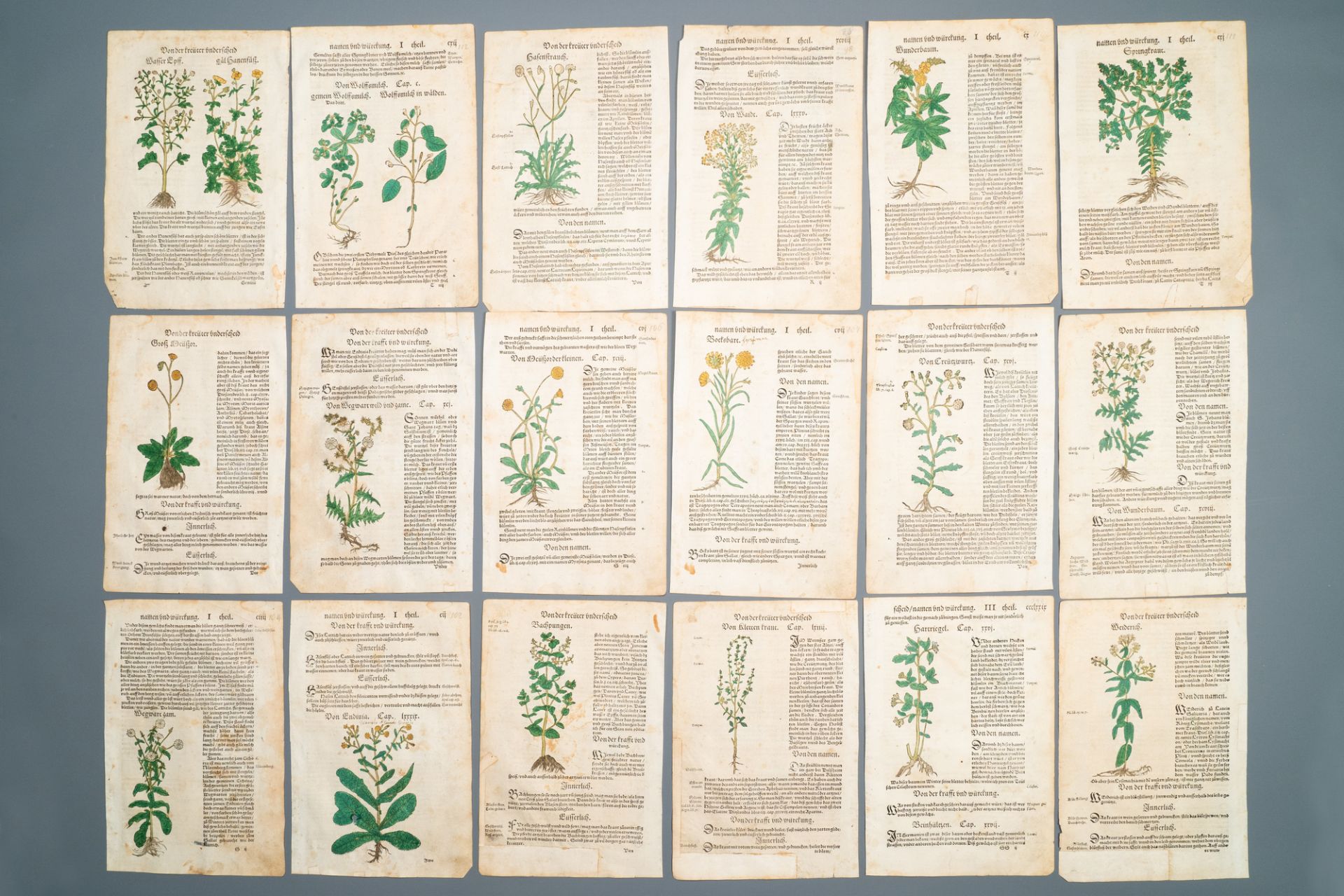 83 partly hand-coloured pages from botanical works, 16/17th C. - Image 2 of 6