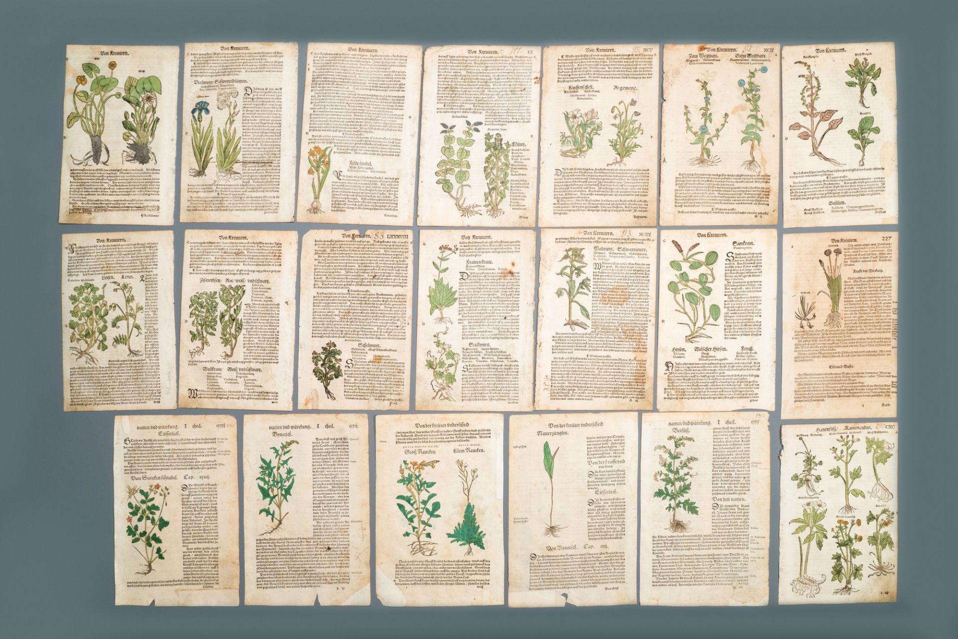 83 partly hand-coloured pages from botanical works, 16/17th C. - Image 5 of 6